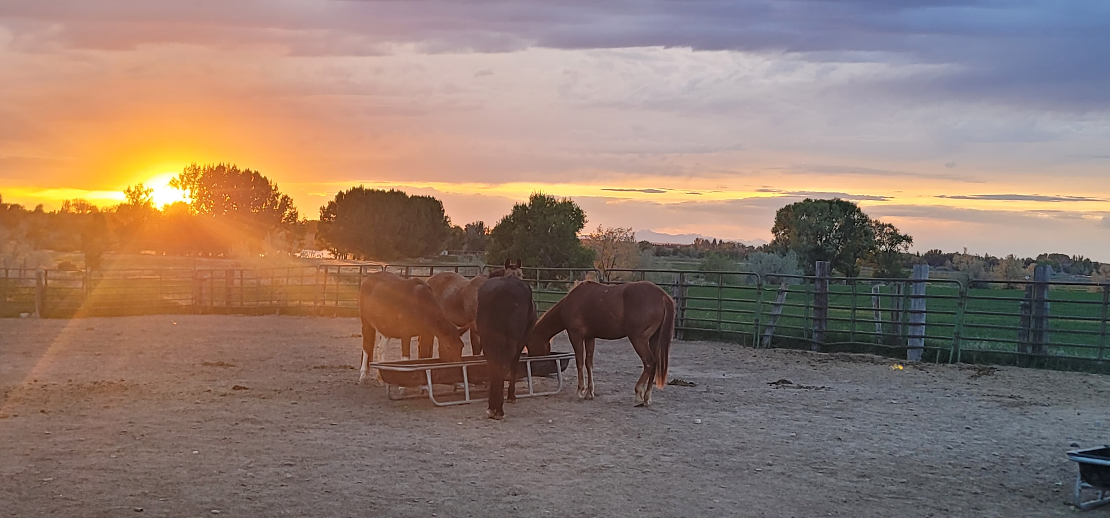 Horses feeding at sunset on the ranch