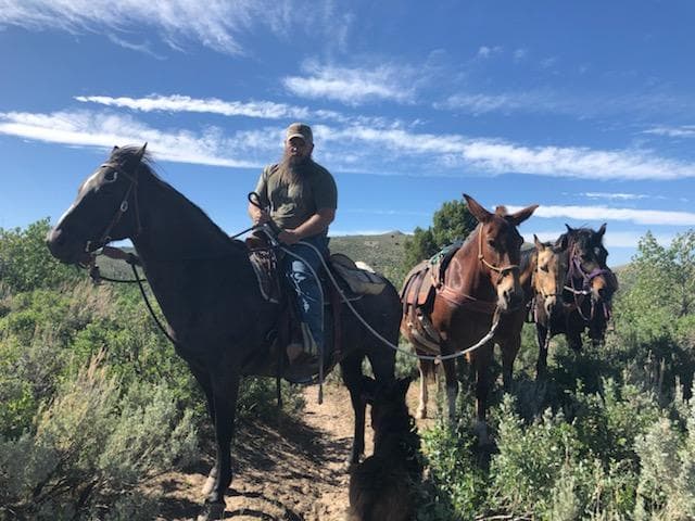 Packing horses on the mountain trail