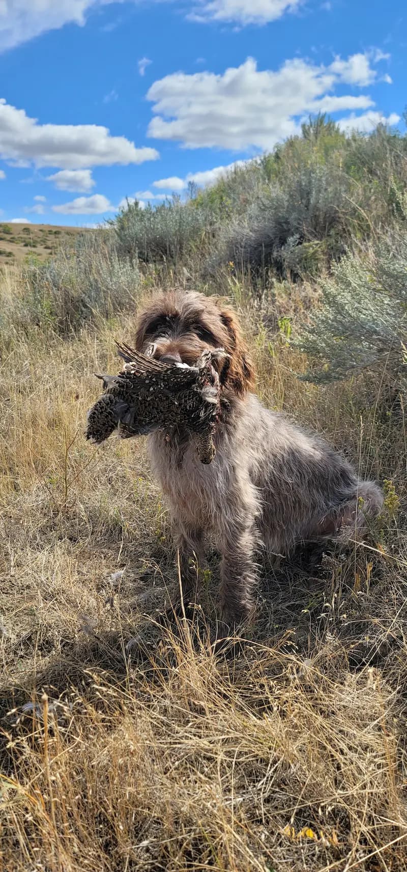 Hunting dog in the field