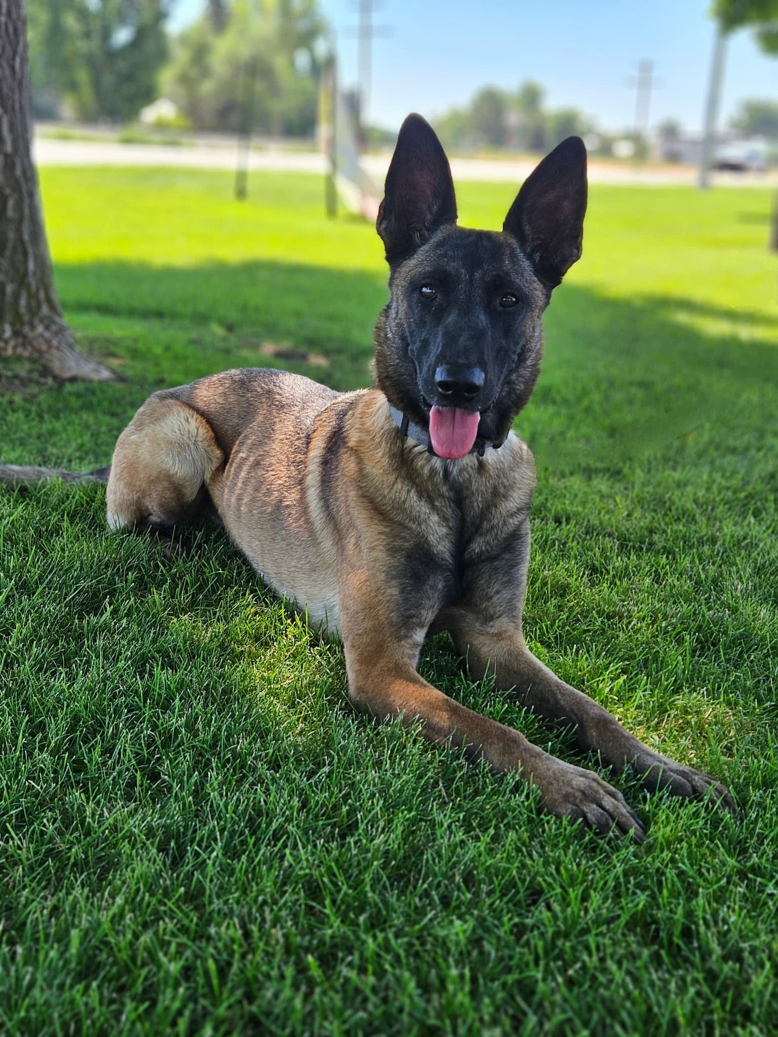 Task-trained service dog in training